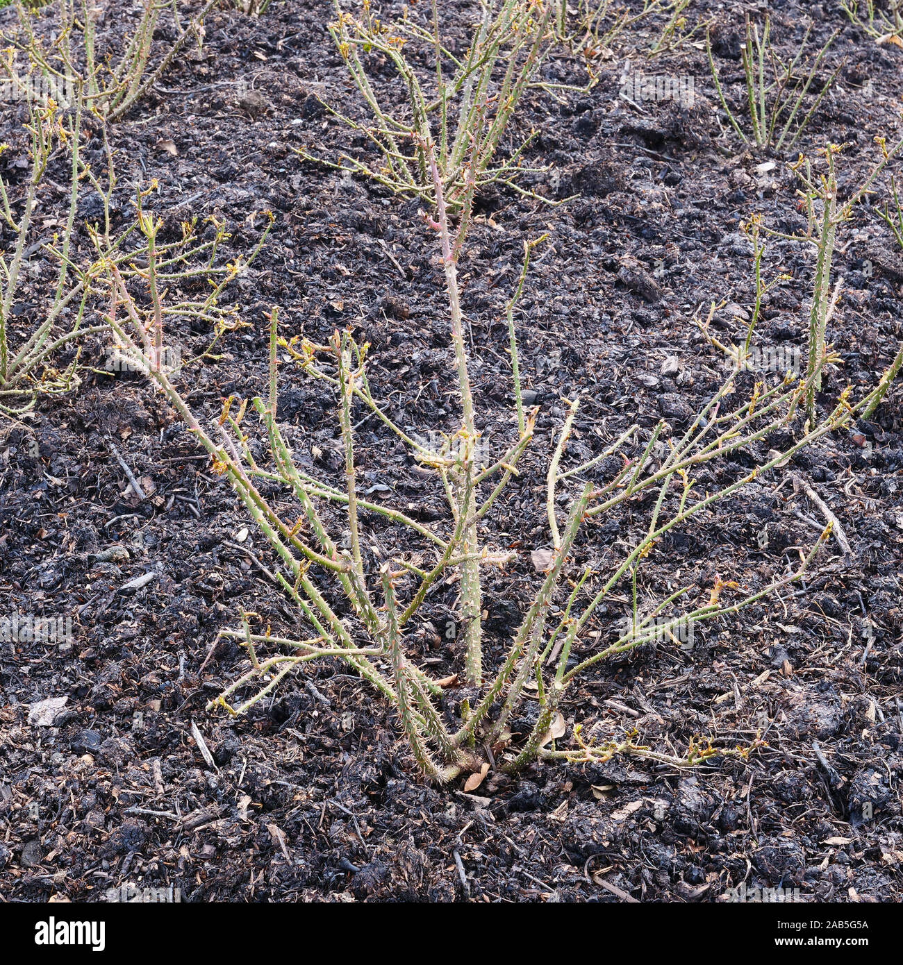 Rosier anglais arbustif Munstead Wood a été élagué en hiver et le sol recouvert d'une couche de paillis. Banque D'Images
