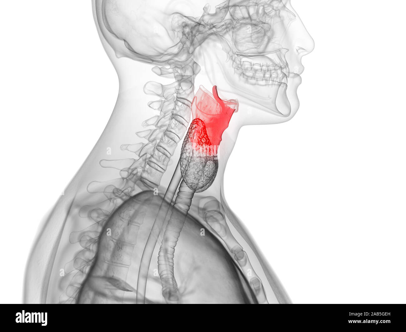 Médicalement en rendu 3d illustration de l'exacte du larynx humain Banque D'Images