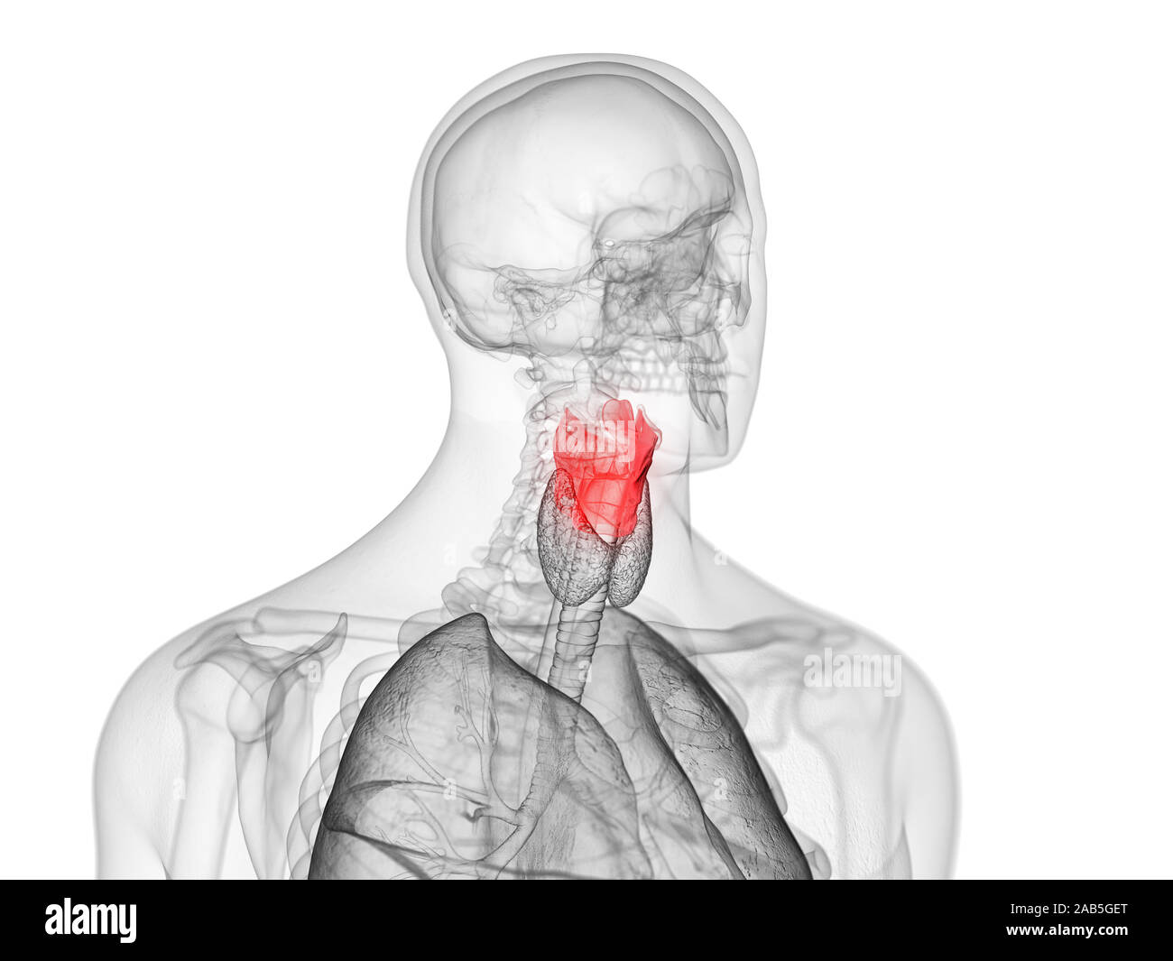 Médicalement en rendu 3d illustration de l'exacte du larynx humain Banque D'Images