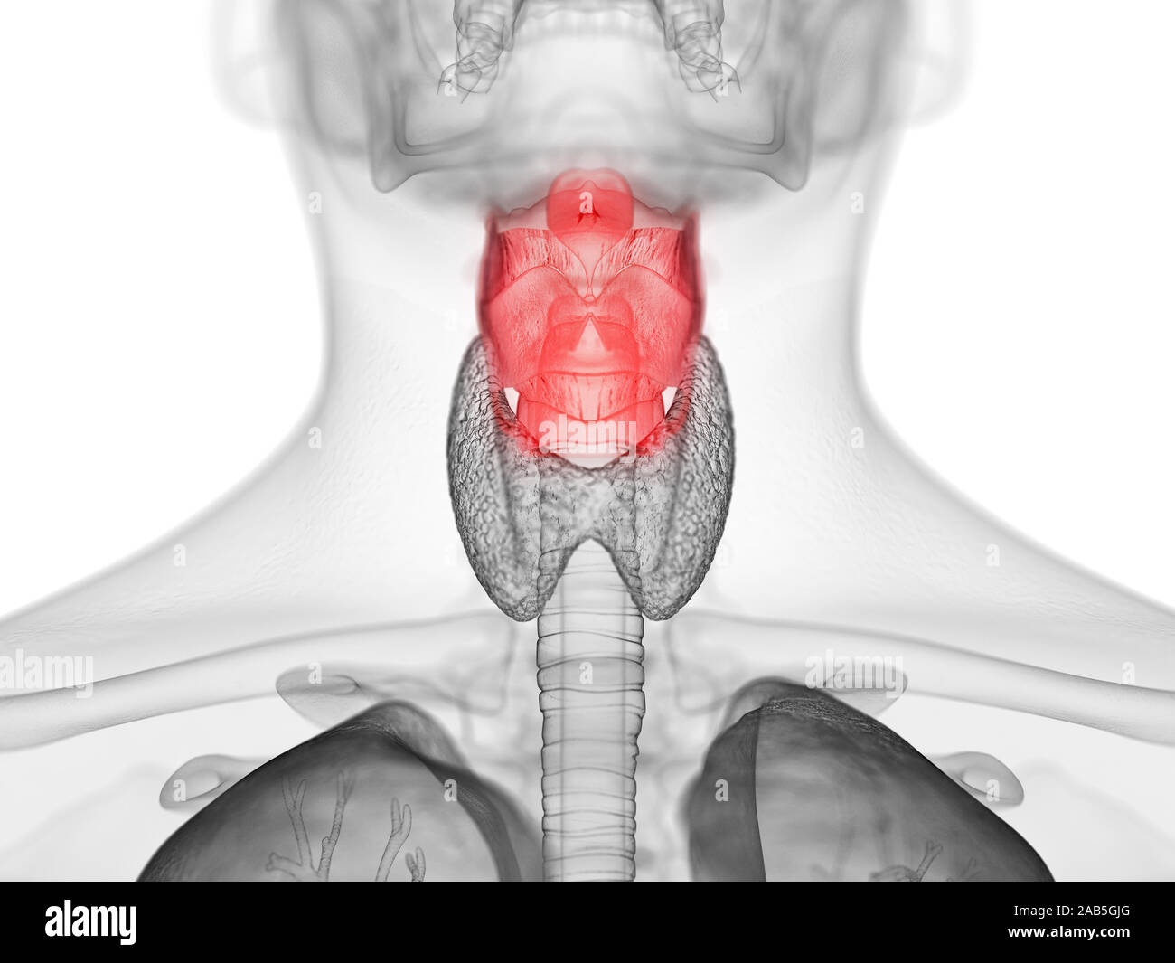 Médicalement en rendu 3d illustration de l'exacte du larynx humain Banque D'Images
