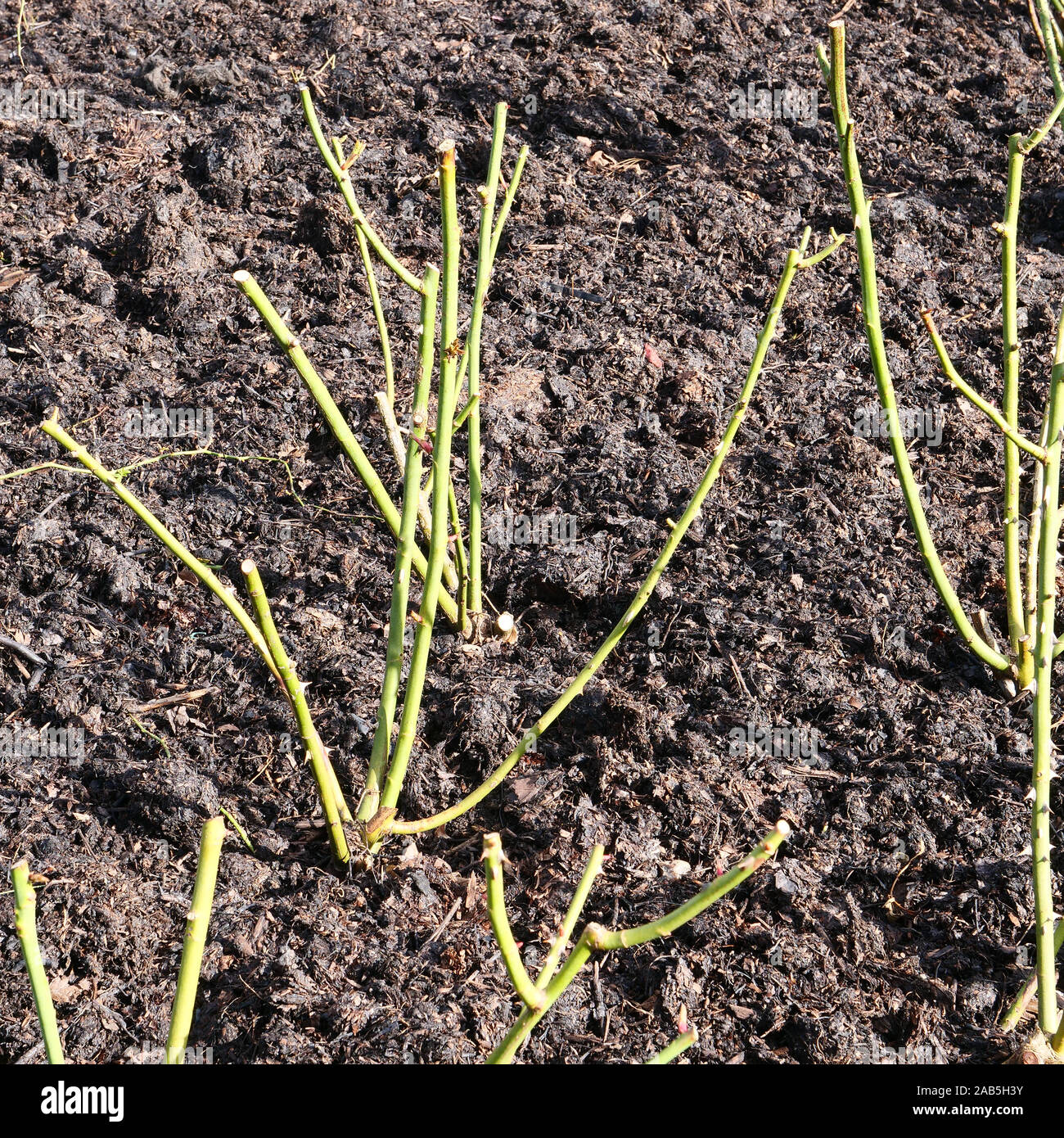 Anglais musqué hybride roseThe Pilgrim a été élagué en hiver et le sol recouvert d'une couche de paillis. Banque D'Images
