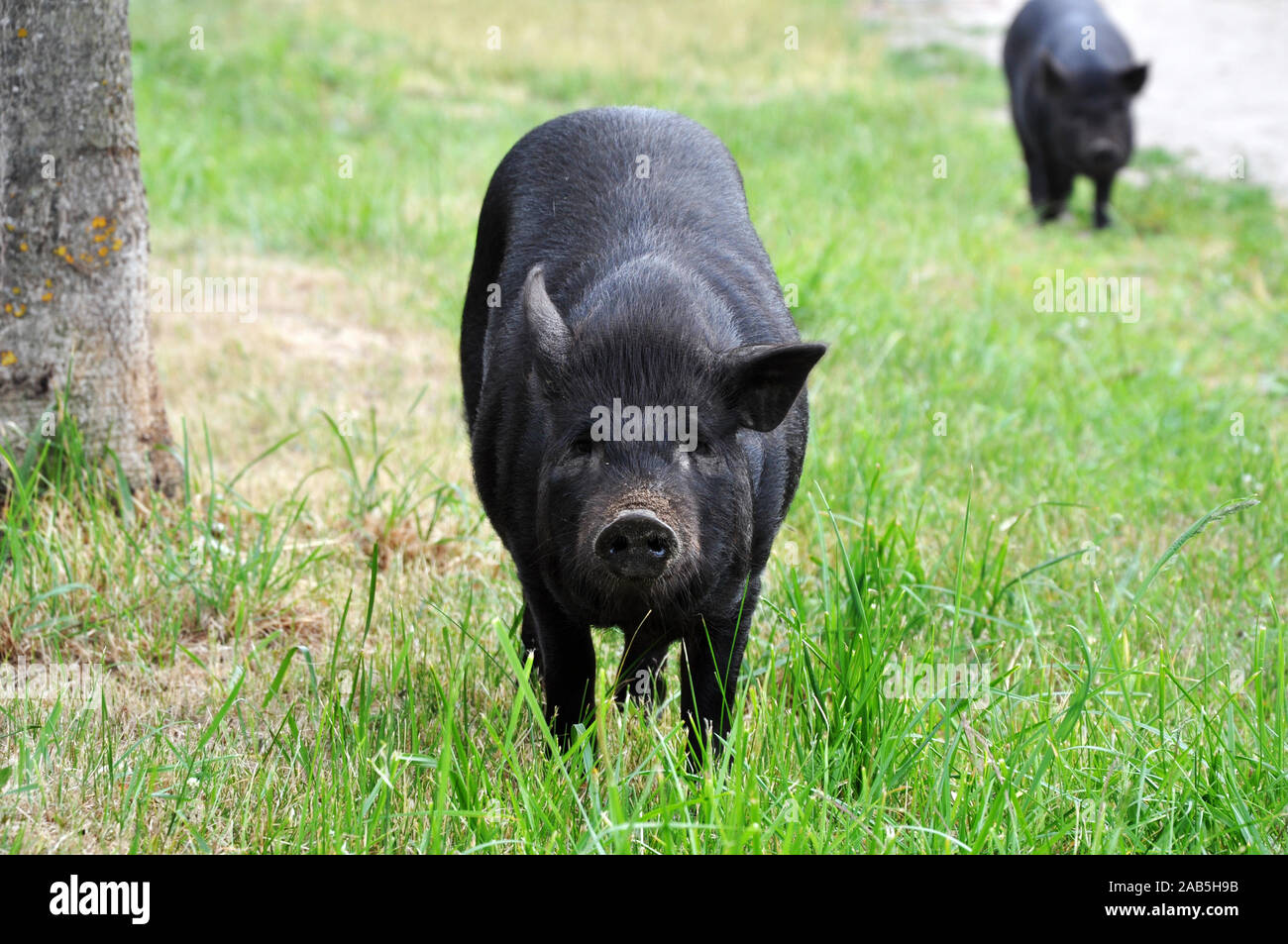 Amélioration de l'habitat est un gros cochon noir. L'élevage porcin participe à augmenter les porcs domestiques. Banque D'Images