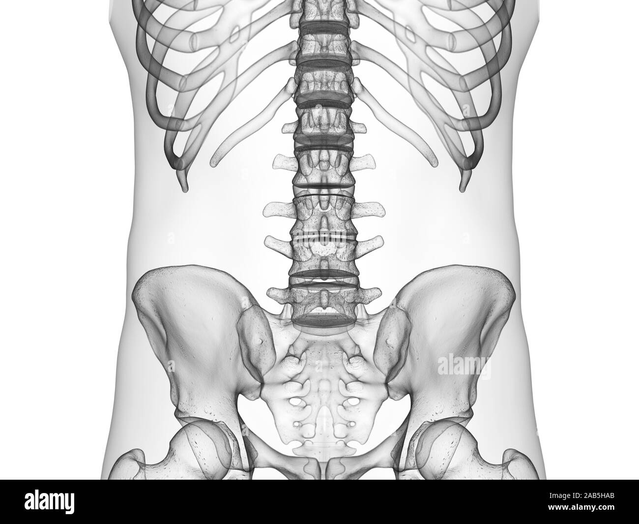 Médicalement en rendu 3d illustration précise de la colonne lombaire Banque D'Images