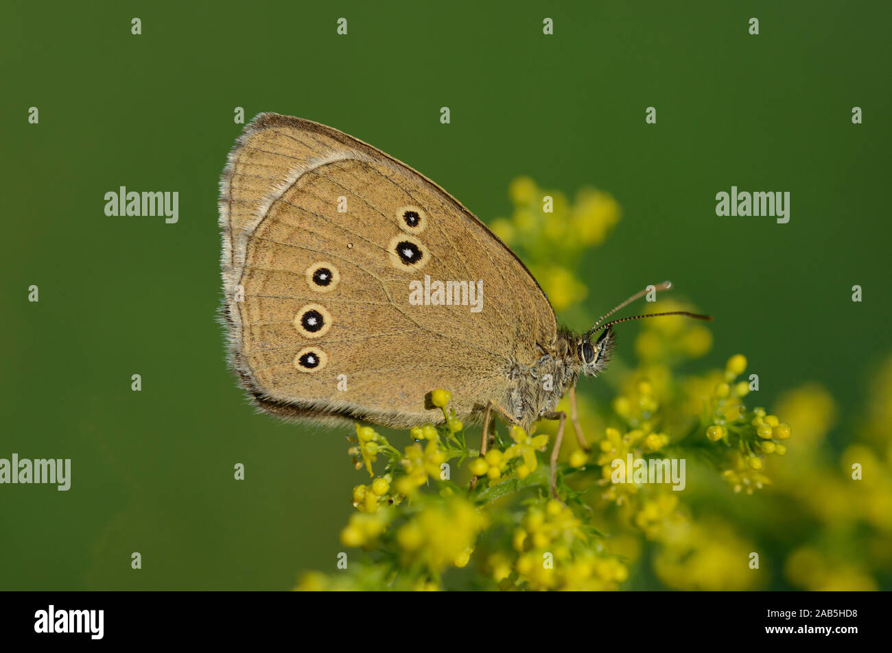 Brauner Waldvogel sitzt auf einer gelben Bluetendolde Banque D'Images