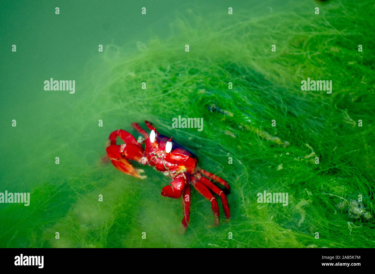 Crabe rouge à Inani beach, Cox's Bazar (Bangladesh). Le 6 décembre 2012. Banque D'Images