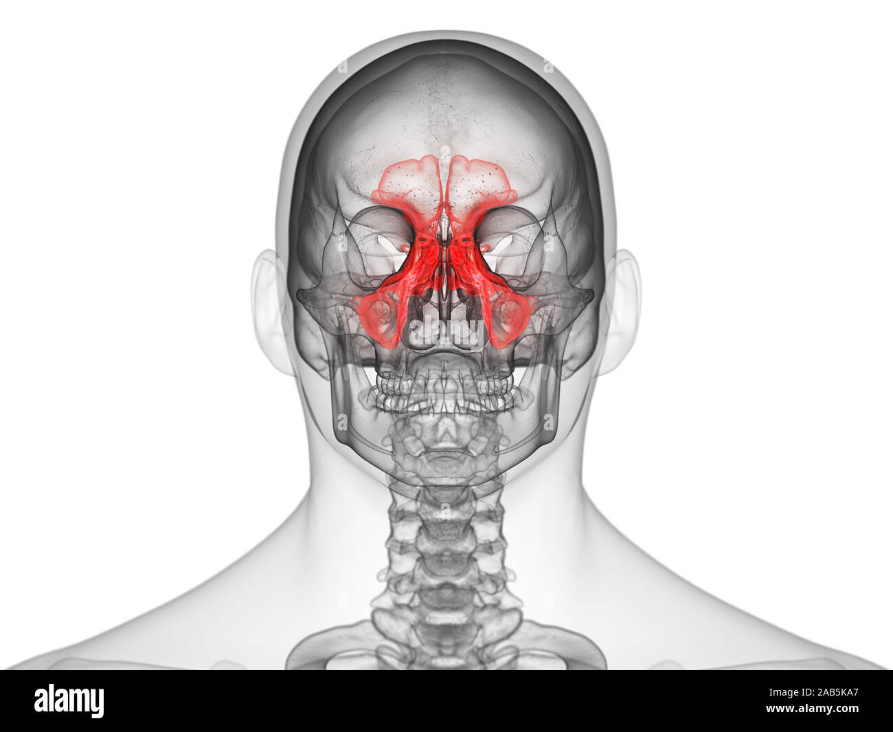 Médicalement en rendu 3d illustration des sinus exacte Banque D'Images