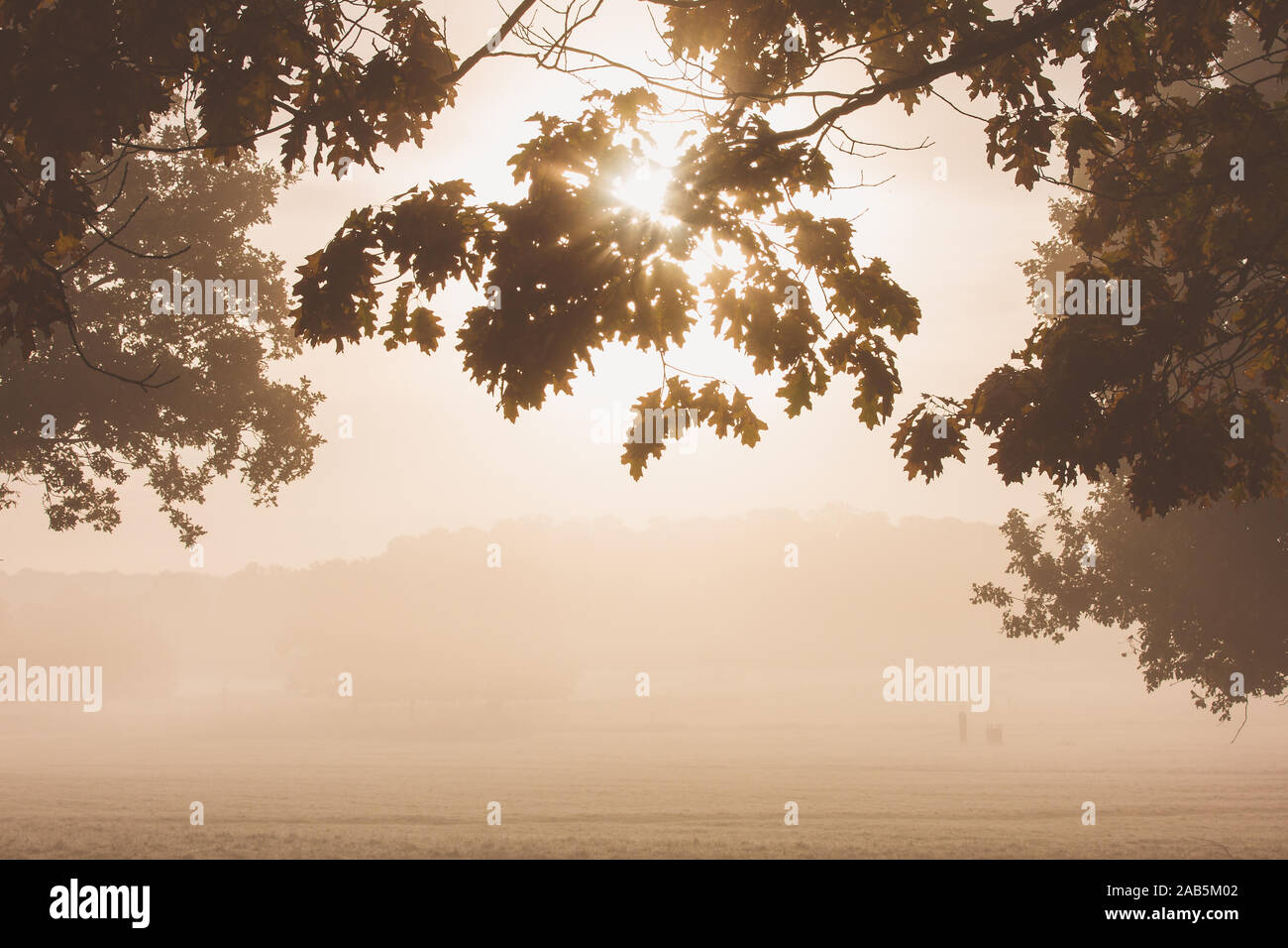 (Couleur) Couleur des arbres d'automne à Richmond Deer Park, Londres Banque D'Images