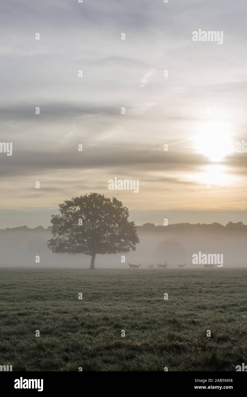 (Couleur) Couleur des arbres d'automne à Richmond Deer Park, Londres Banque D'Images