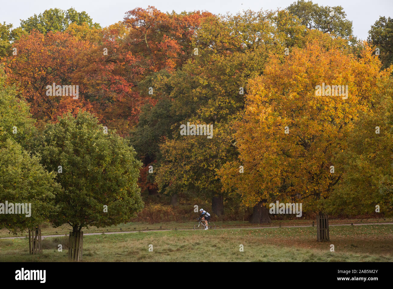 Du vélo dans un cadre coloré couleurs automnales (arbres) à Richmond Deer Park, Londres Banque D'Images