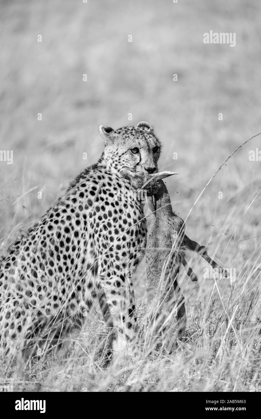 Les femmes adultes Cheetah (Acynonyx justus) juste après avoir pris et d'étrangler un jeune faon de la gazelle de Thomson (Eudorcas thomson je) Banque D'Images