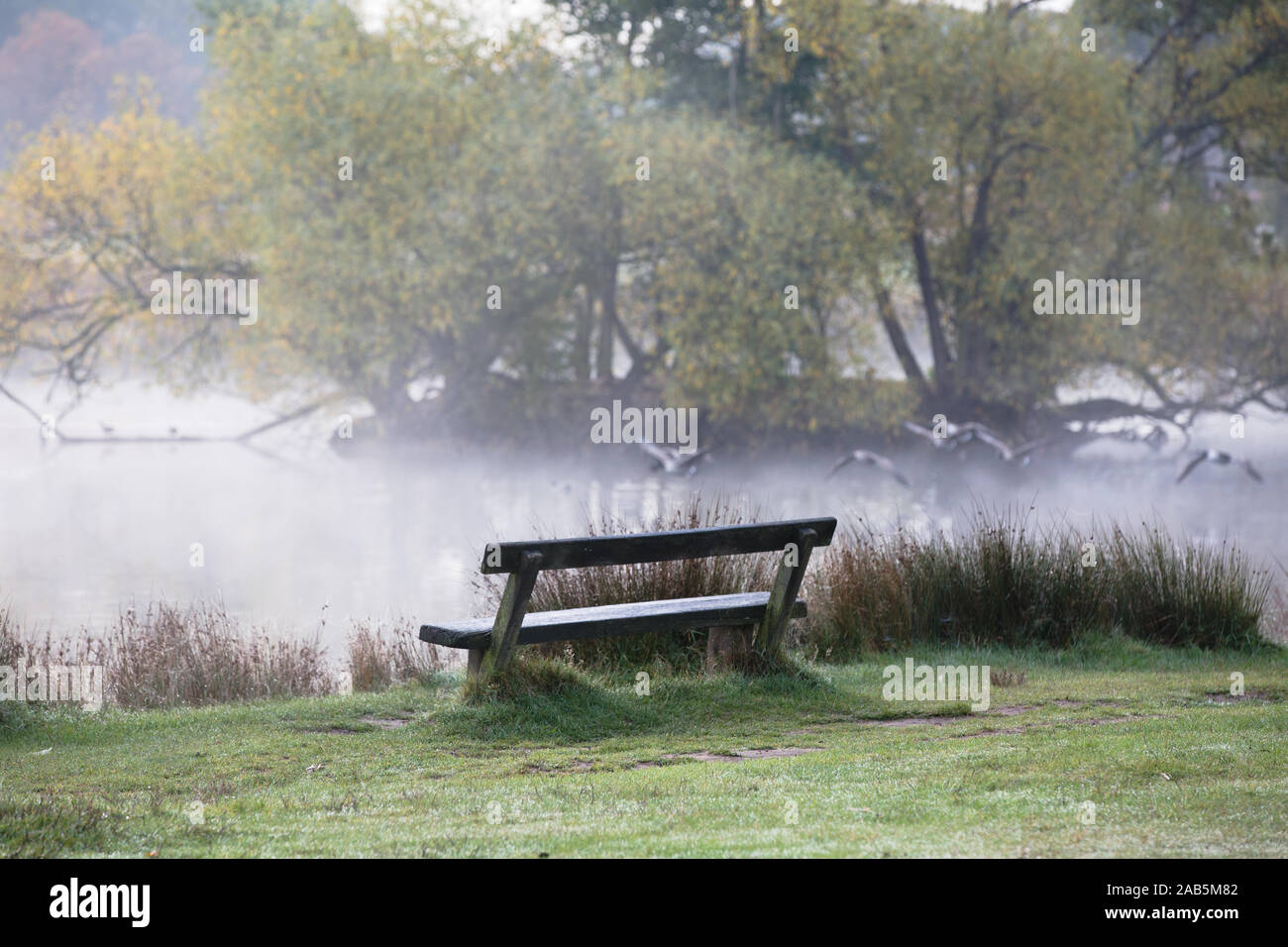 Les oiseaux sauvages sur le lac brumeux à Richmond Park, Angleterre Banque D'Images