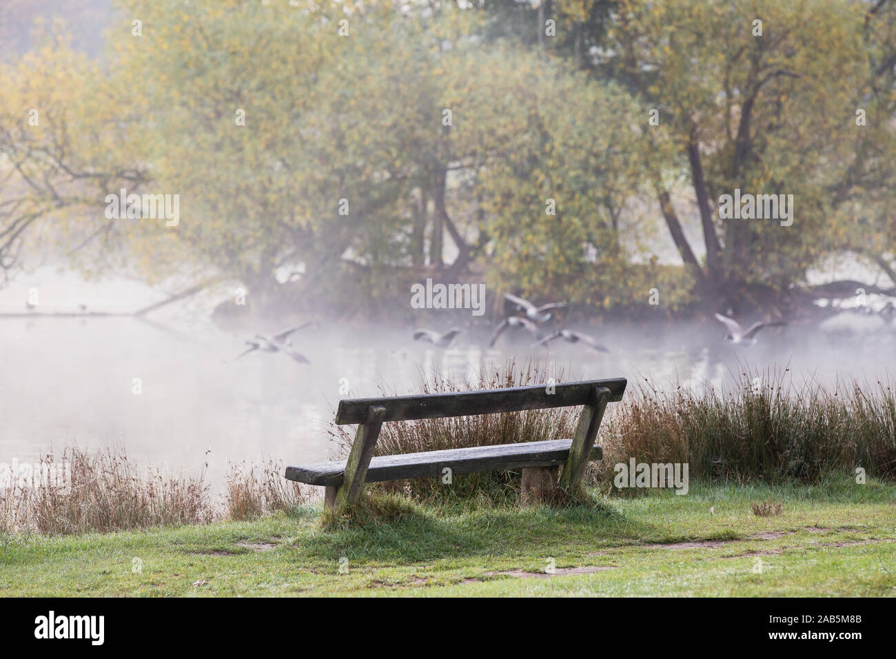Les oiseaux sauvages sur le lac brumeux à Richmond Park, Angleterre Banque D'Images