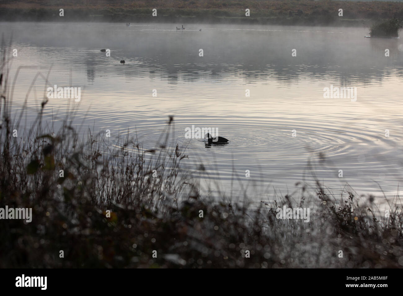 Les oiseaux sauvages sur le lac brumeux à Richmond Park, Angleterre Banque D'Images