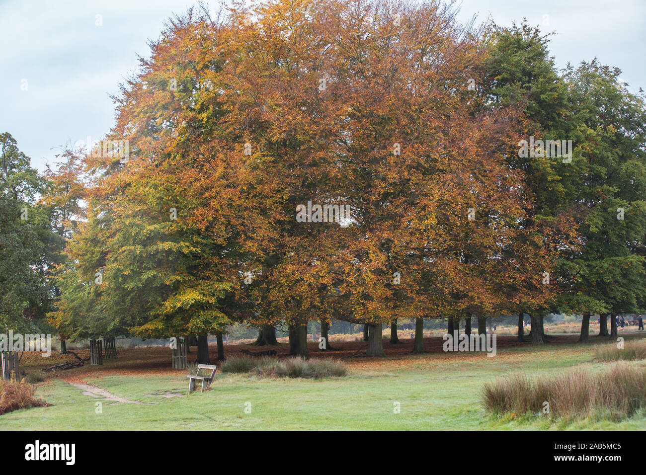 (Coloré) coloré Arbres d'automne à Richmond Park, Londres Banque D'Images