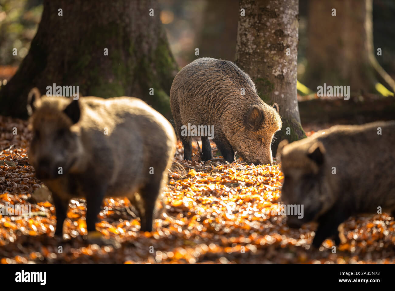 Le sanglier (Sus scrofa, également connu sous le nom de porcs sauvages, le canard cochon sauvage Banque D'Images