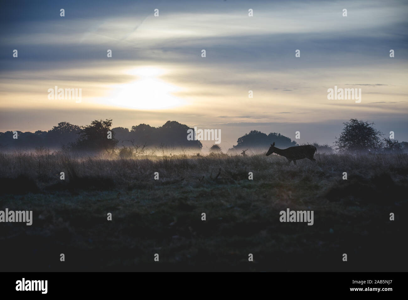 Troupeau de cerfs Richmond Park à l'aube pendant l'automne de l'ornière, Londres Banque D'Images