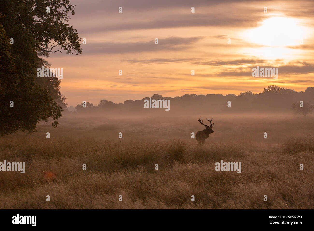 À l'aube cerf solitaire pendant l'automne de l'ornière, à Richmond Park Banque D'Images
