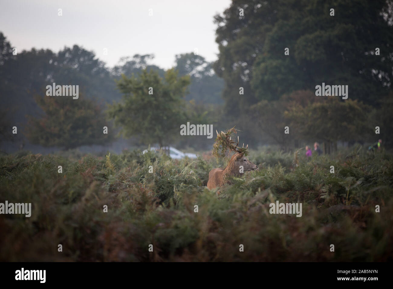 Dans l'enterrement de fougères au cours de l'automne Deer Rut à Richmond Park, Angleterre Banque D'Images