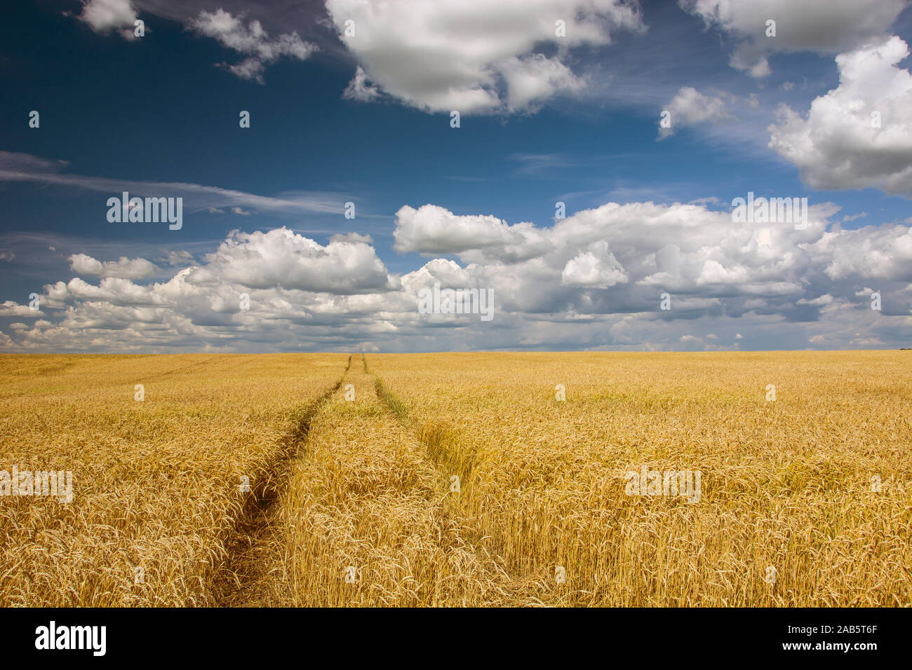 Traces de roues dans un champ avec des nuages blancs, et ciel bleu - voir un jour ensoleillé Banque D'Images