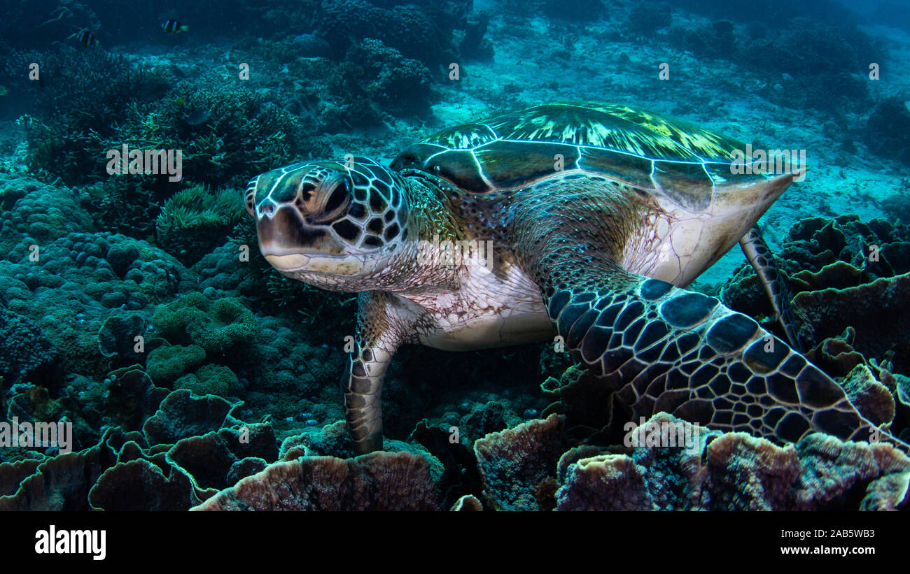Dans les récifs coralliens de tortues dans le Parc National de Komodo Banque D'Images