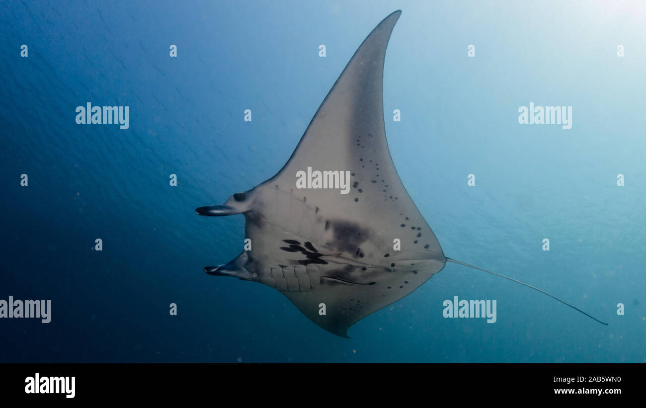 Par flying Manta Ray alors que la plongée dans le Parc National de Komodo Banque D'Images