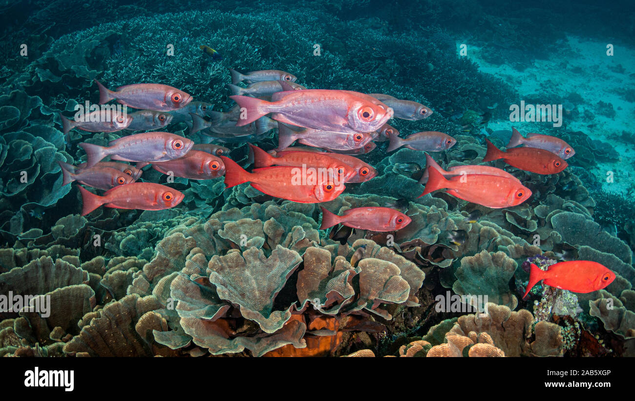 Banc de poissons sur la plongée dans le Parc National de Komodo, Indonésie Banque D'Images