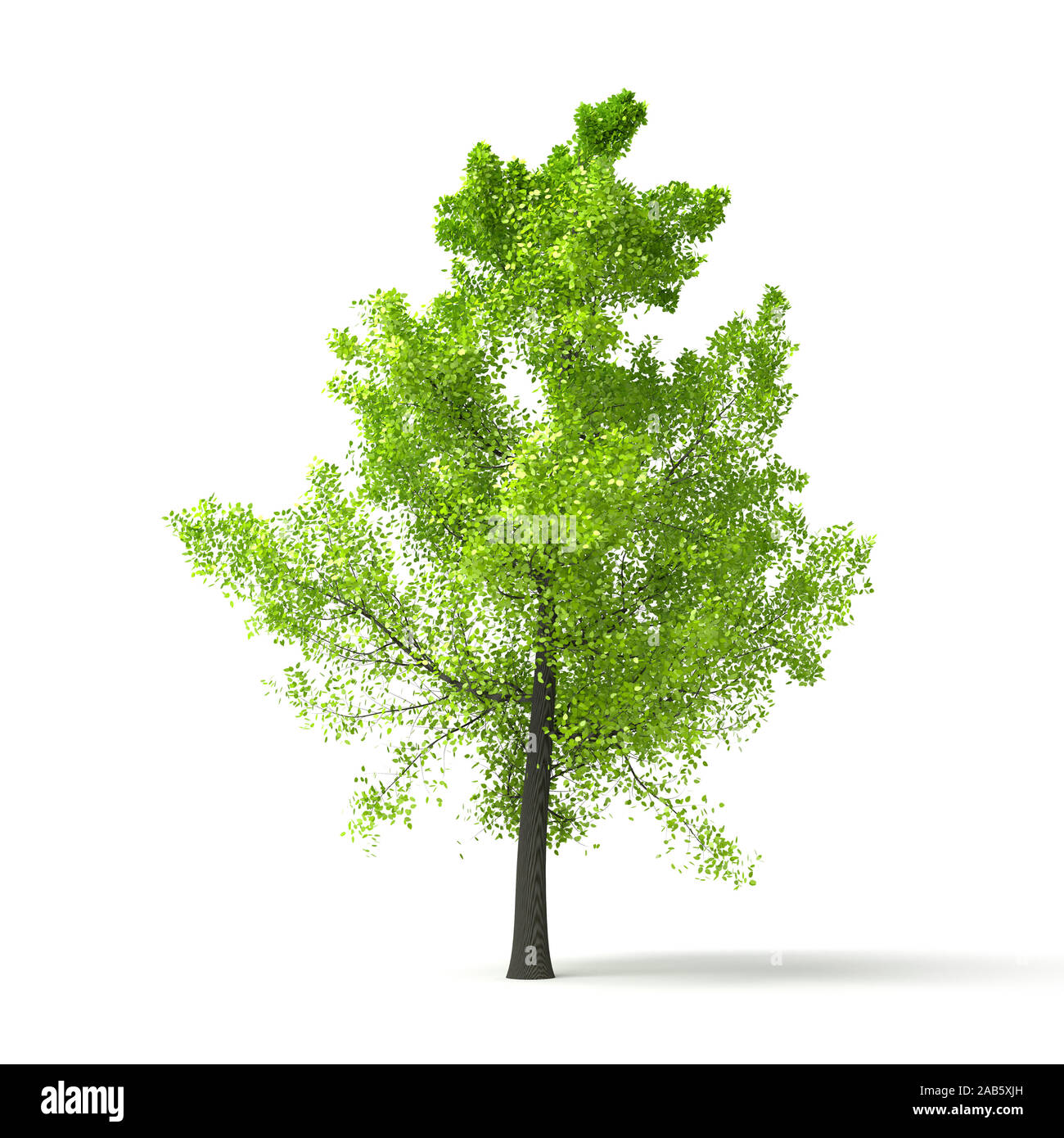 Ein gruener Baum vor weissem Hintergrund Banque D'Images
