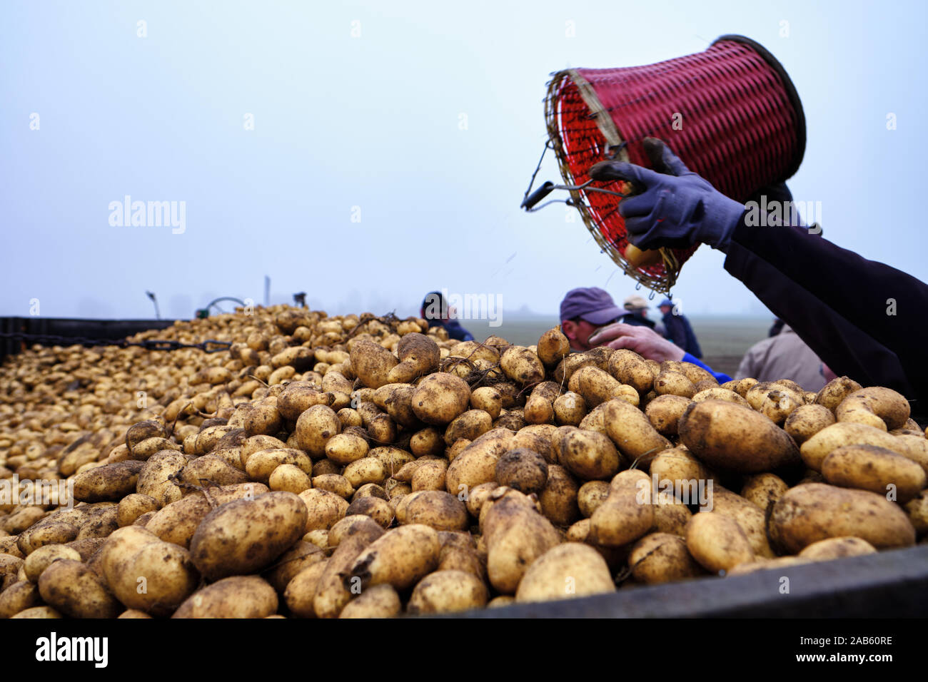 Les travailleurs sur une ferme de la récolte la récolte de pommes de terre en vue d'une remorque chargée avec des pommes de terre fraîches par une froide journée brumeuse Banque D'Images
