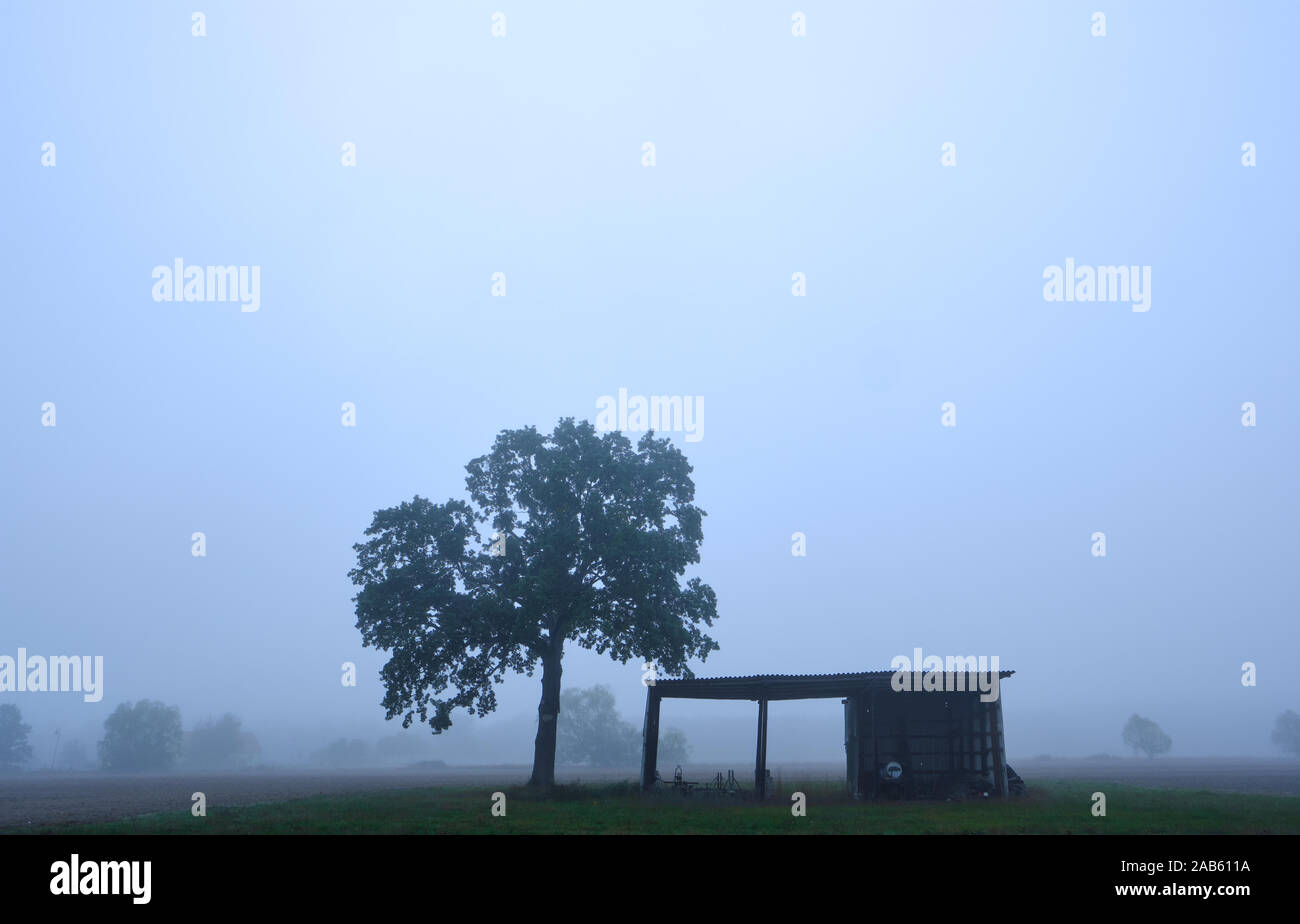 Paysage agricole atmosphérique avec champ en jachère et un arbre isolé aux côtés d'un vieux hangar rustique dans un épais brouillard Banque D'Images