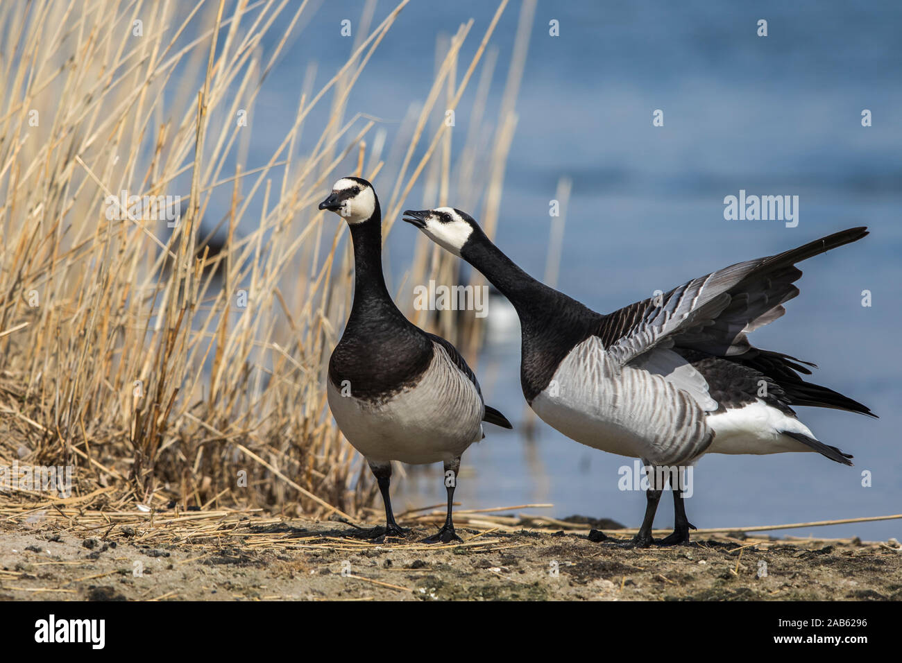 Weißwangengans (Branta leucopsis) Banque D'Images