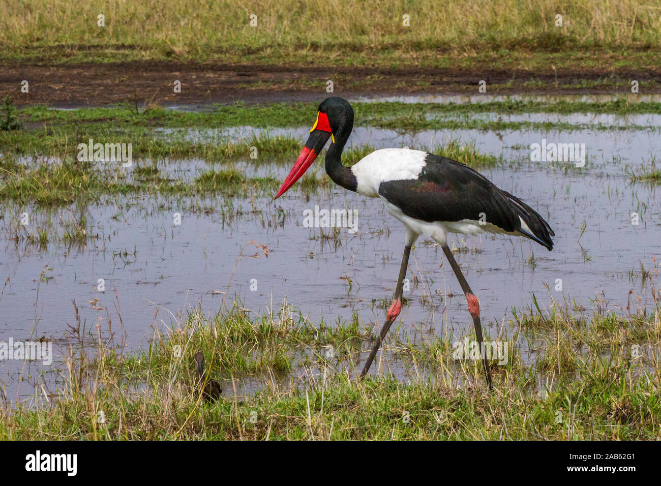 Sattelstorch (Ephippiorhynchus senegalensis) Banque D'Images
