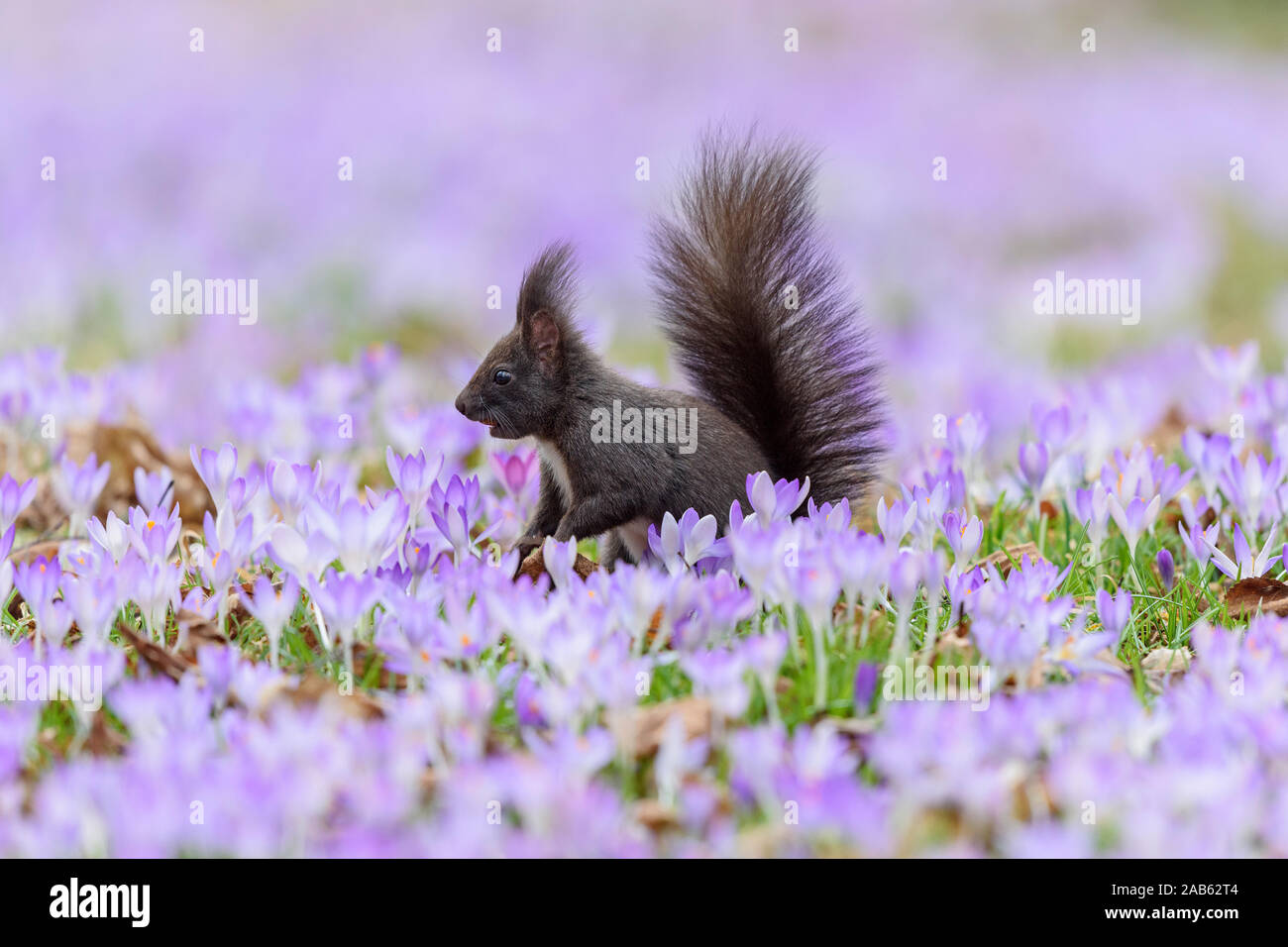 Frühlings-Krokus Dunkelbraunes Eichhörnchen sitzt zwischen, Sciurus vulgaris, Banque D'Images