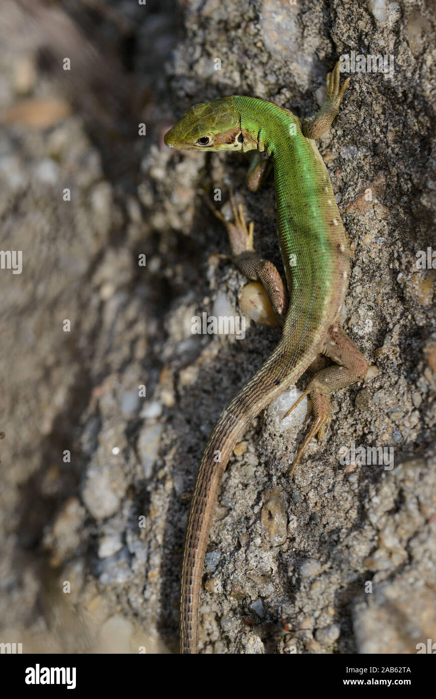 Smaragdeidechsen Weibchen sonnt sich auf einem Stein Banque D'Images