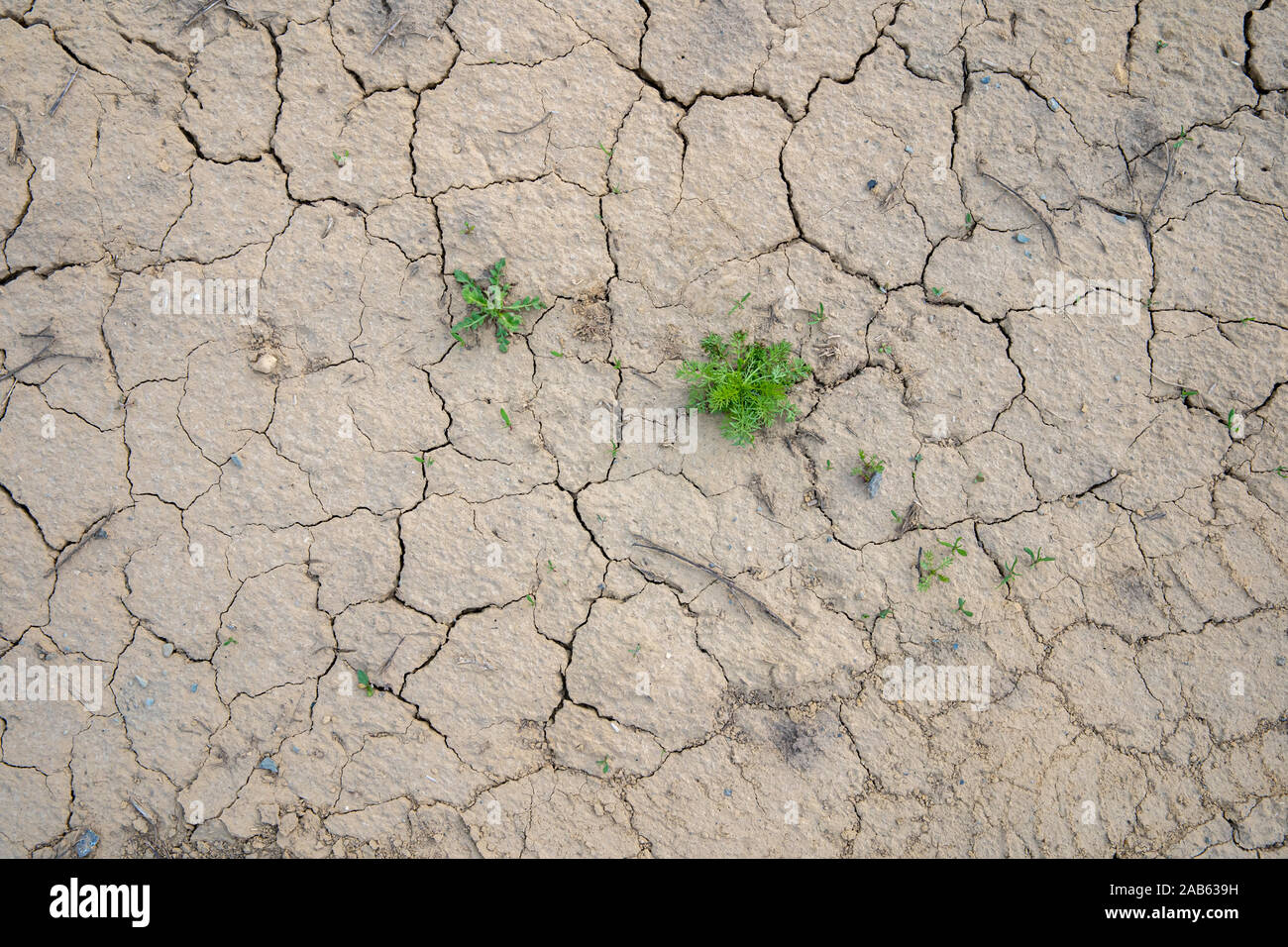 Séché concassé le sol de la période d'été sans pluie Banque D'Images