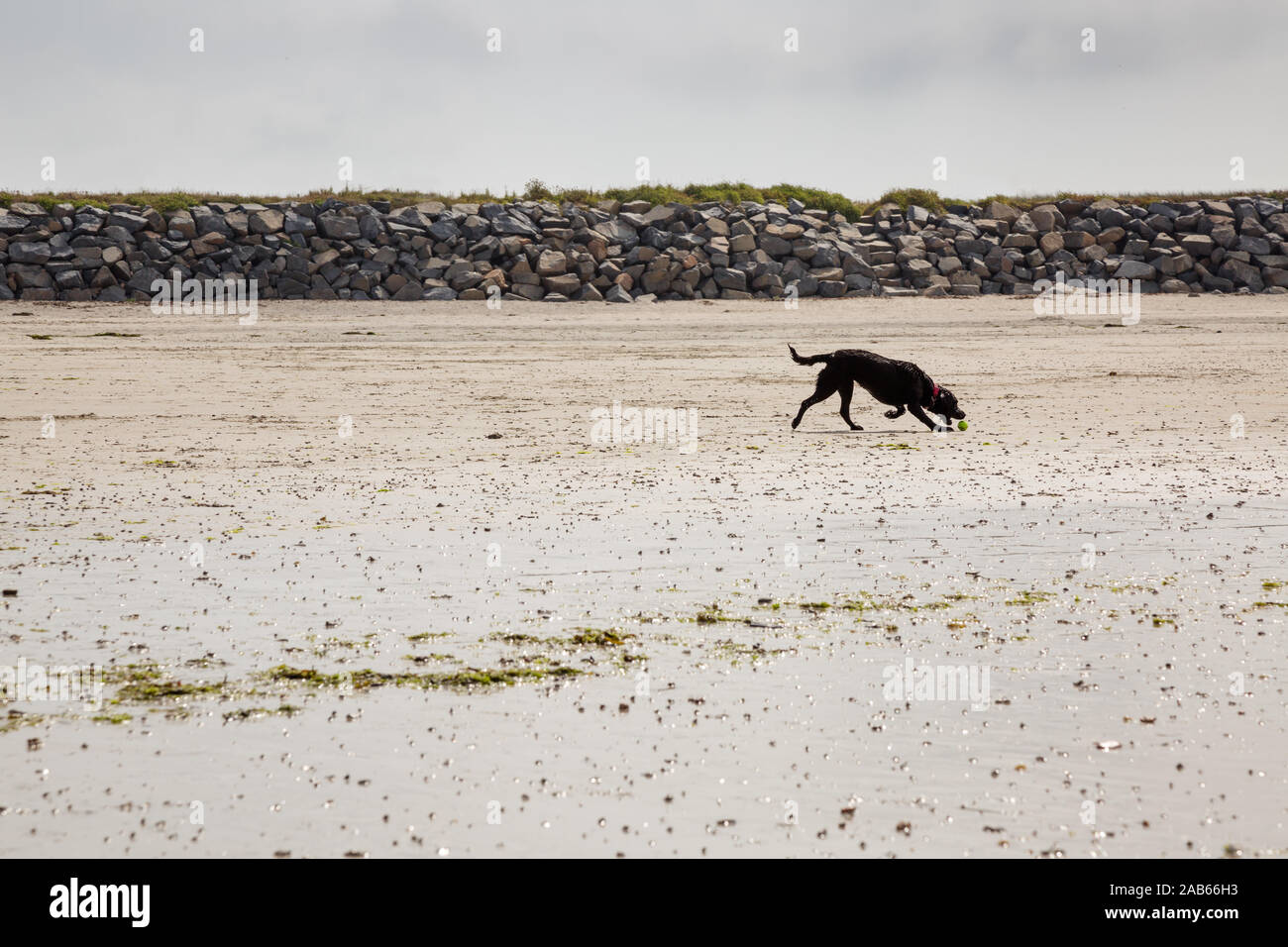 Chien Noir chassant une balle sur la plage de Guernsey, Channel Islands Banque D'Images