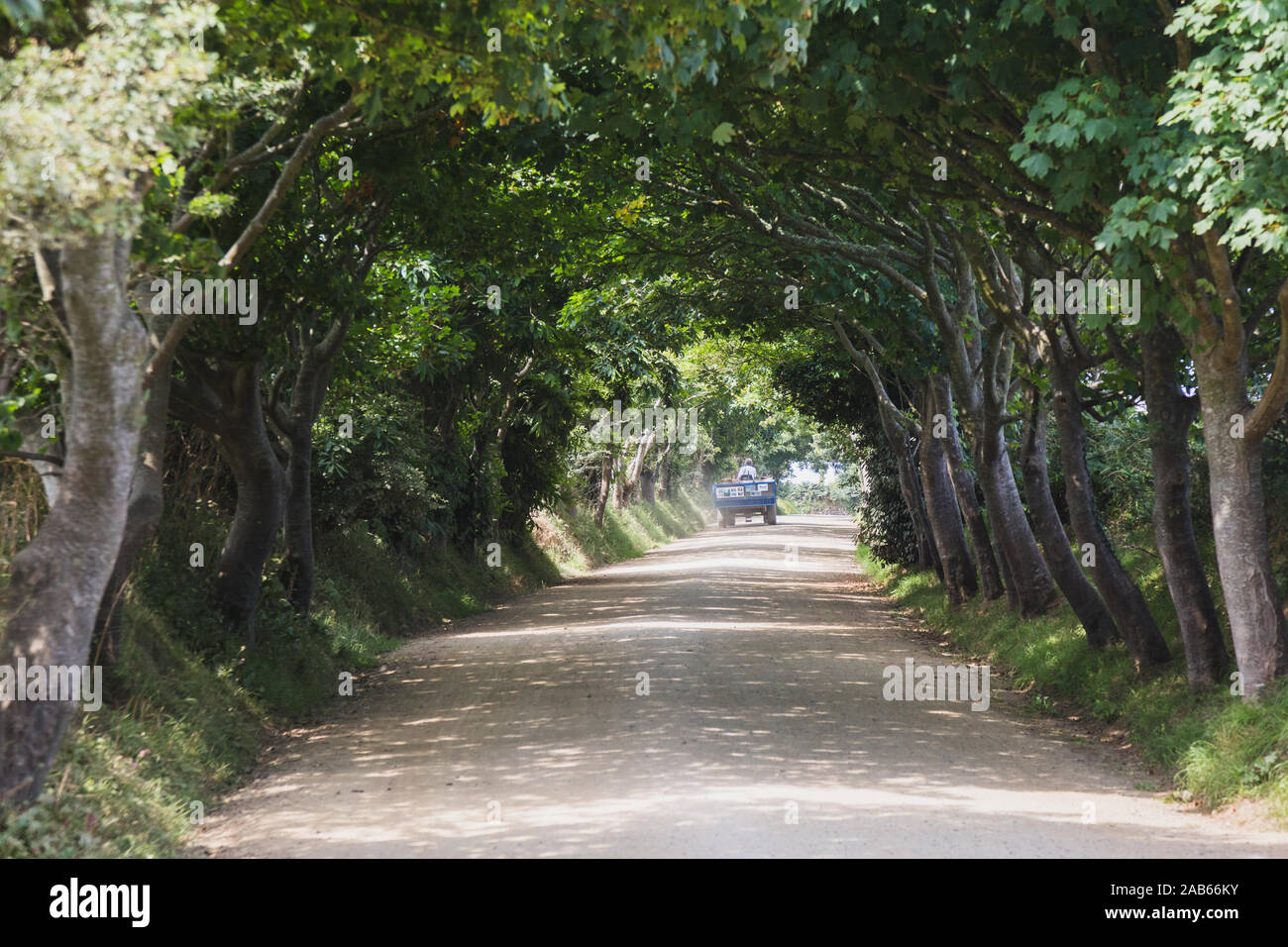 Avenue bordée d'arbres avec la calèche, une plus grande Sercq, l'Île Channel. Banque D'Images