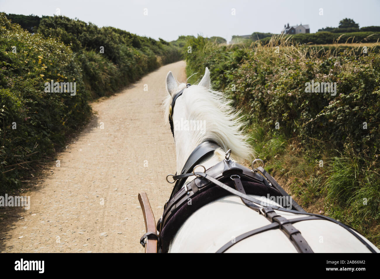 Horse calèche sur une plus grande île de Sercq, l'Île Channel Banque D'Images