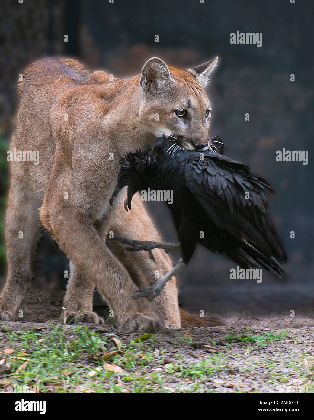 Panther animal Floride Vue de profil avec sa proie dans sa bouche avec un arrière-plan flou. Banque D'Images