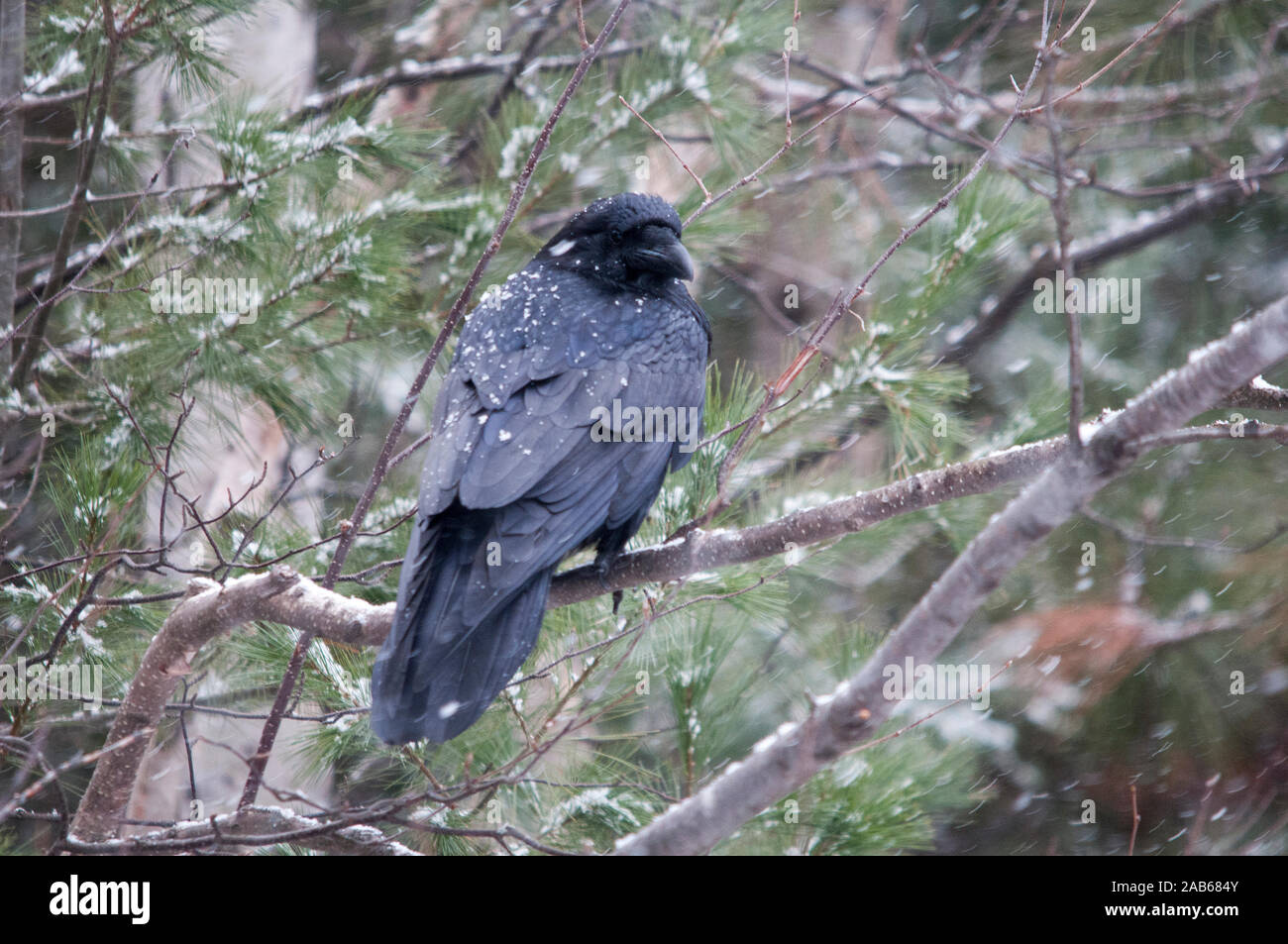 Oiseaux corbeau perché sur une branche dans la saison d'hiver dans son environnement et de l'environnement. Banque D'Images