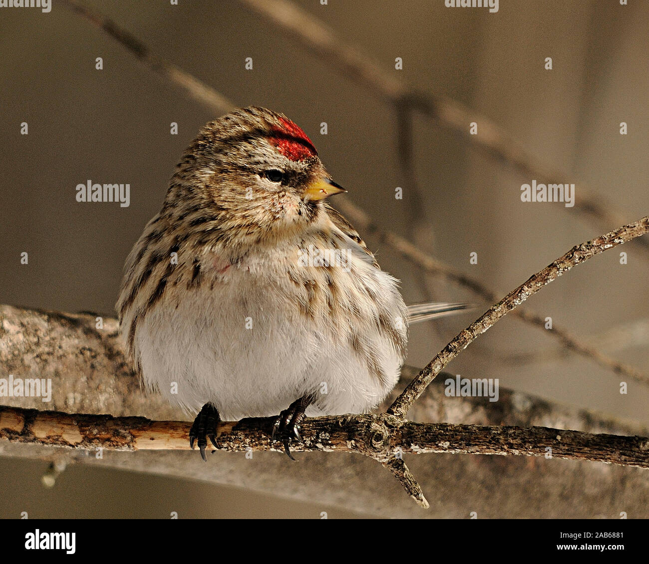 Oiseau Sizerin blanchâtre perché dans son environnement et ses environs. Banque D'Images