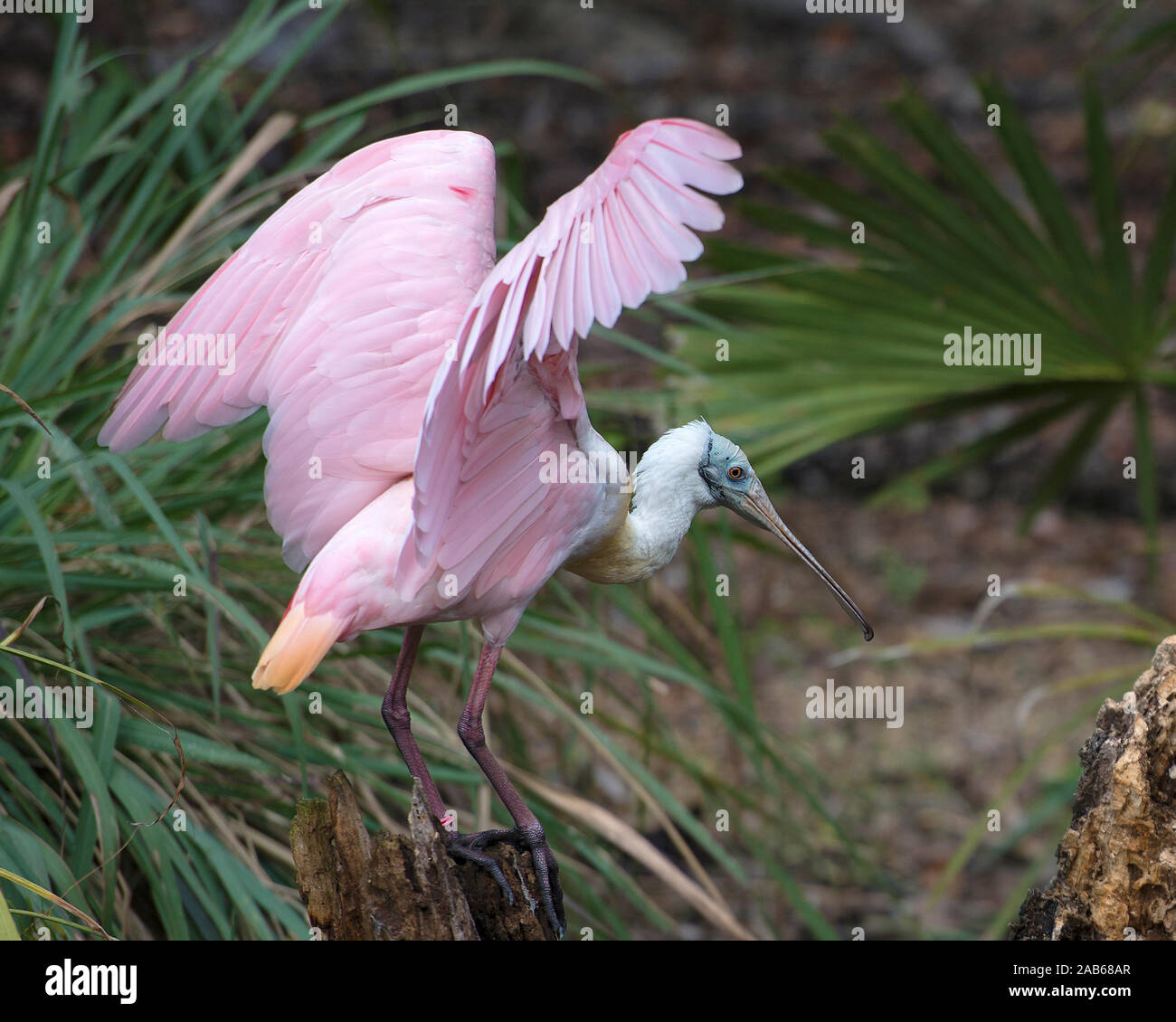 Roseate Spoonbill oiseau aux ailes propagation avec un fond de feuillage dans son environnement et ses environs. Banque D'Images