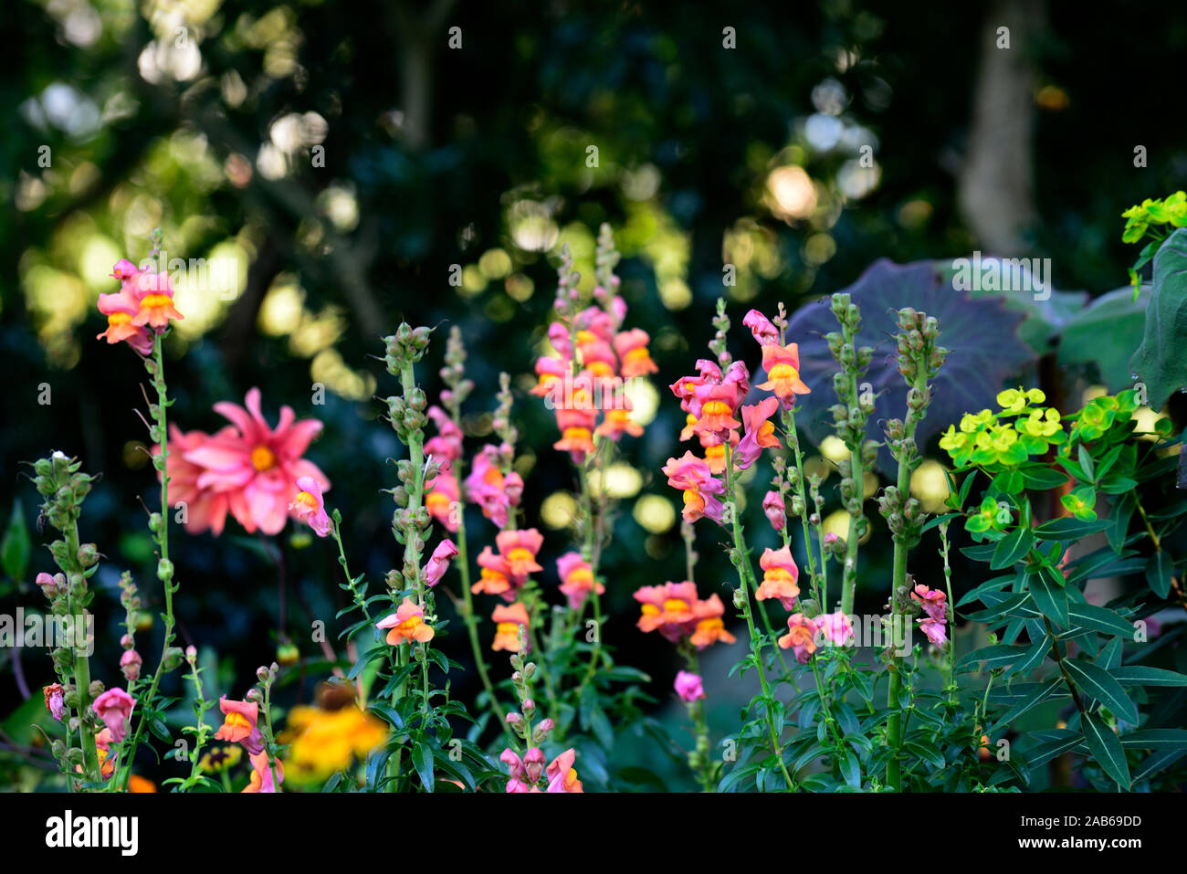 Potomac Antirrhinum majus muflier,orange foncé, orange, mufliers,fleurs,fleurs,fleurs,plantes,literie,plantes annuelles Fleurs RM Banque D'Images