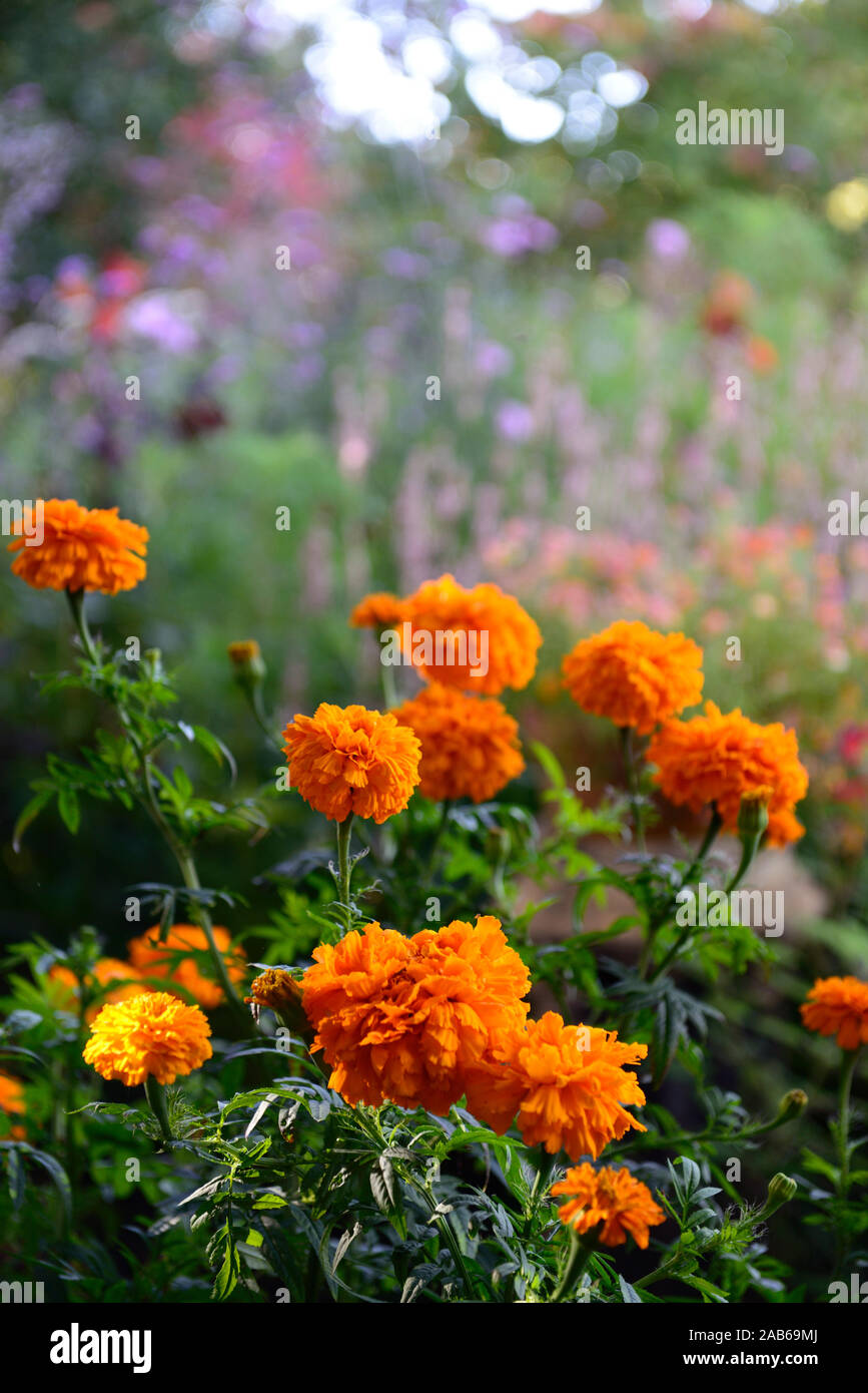 Marigold,fleurs, orange, couleur rouille,couleur,fleurs,fleurs,jardin,fleurs,rm Banque D'Images