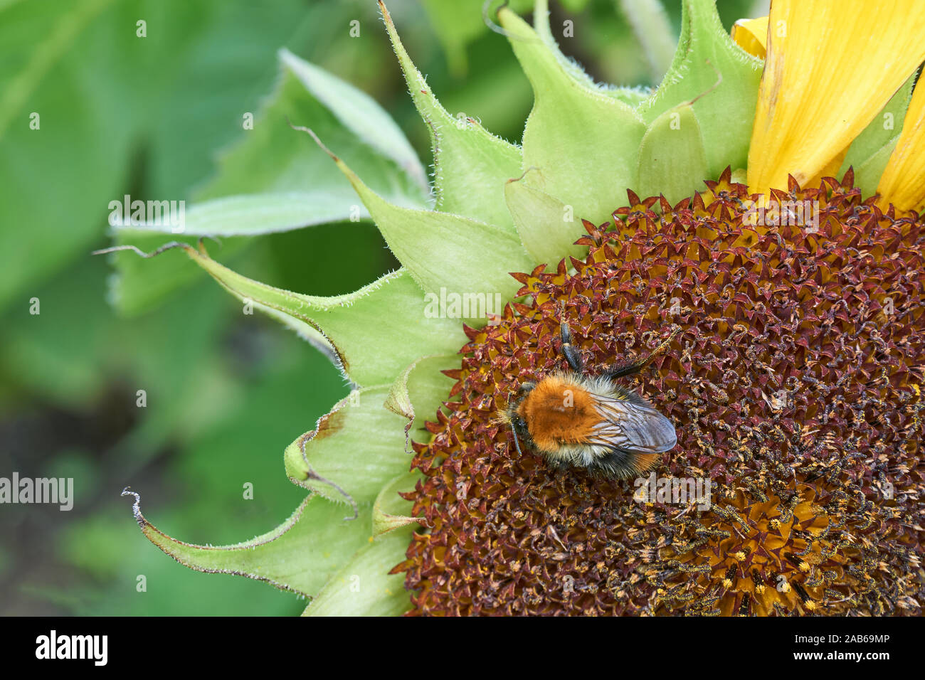 Gros plan du chef de tournesol avec bourdon couvert de pollen Banque D'Images