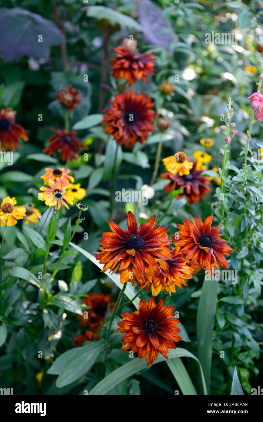 Rudbeckia hirta Cherokee Sunset,de,plantation,mixte,combinaison jaune,rouge,couleur,fleurs,fleurs,Fleurs,RM Banque D'Images