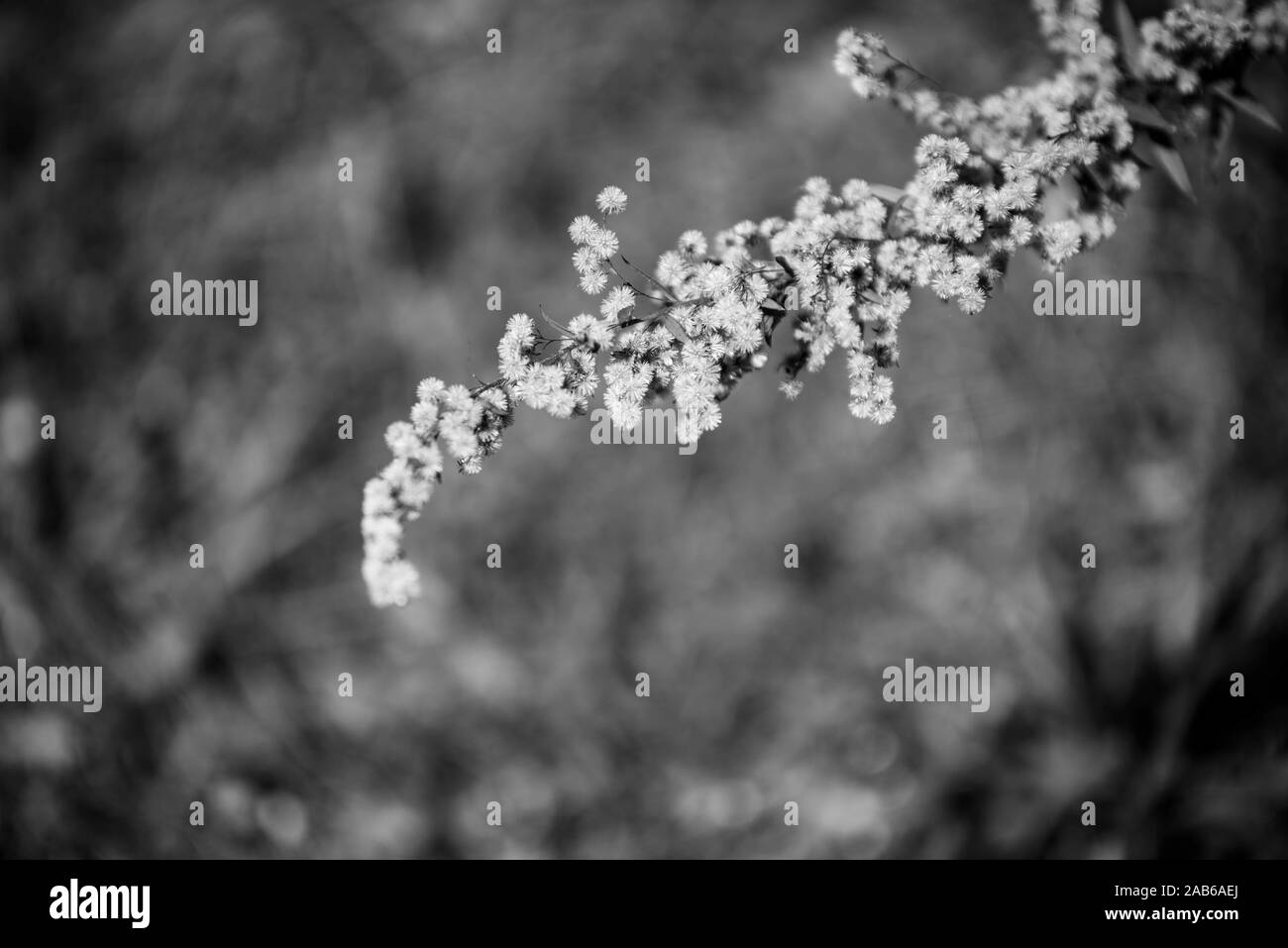 Photographie de la nature en plein air dans la région de Ocala, Floride Banque D'Images