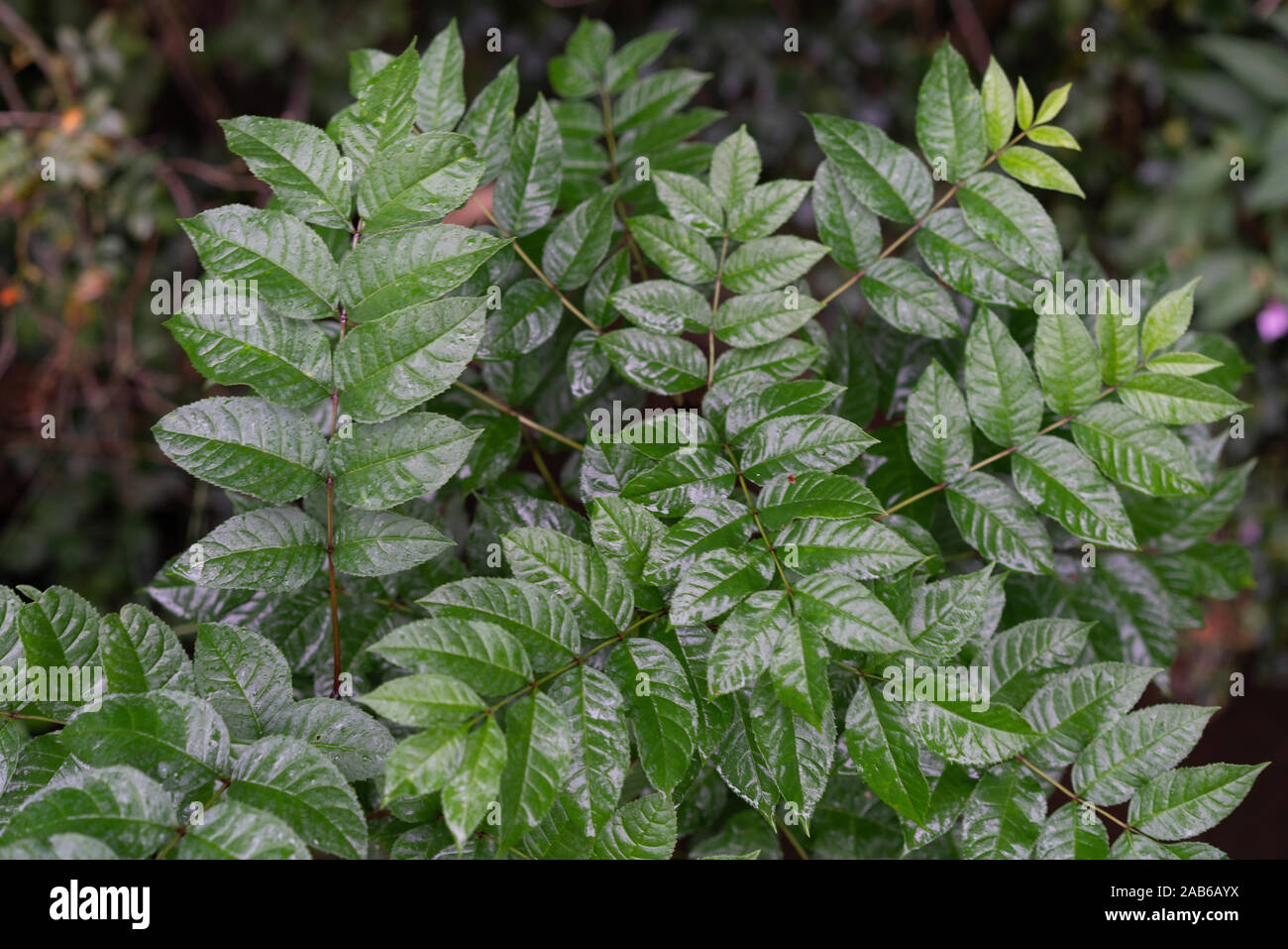 Close up de feuilles vertes humides Banque D'Images