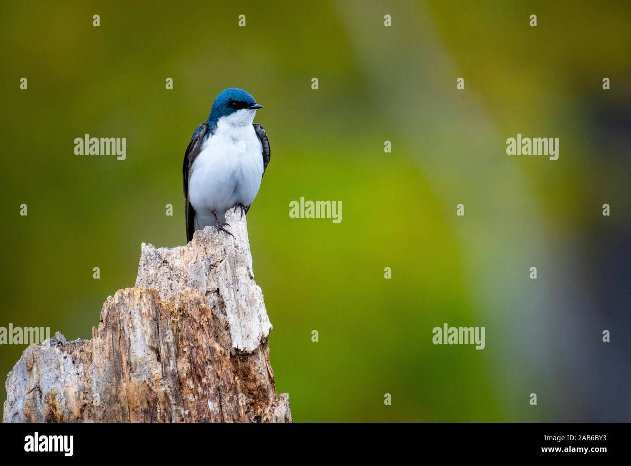 Hirondelle bicolore songbird se percher près de son nid. Banque D'Images