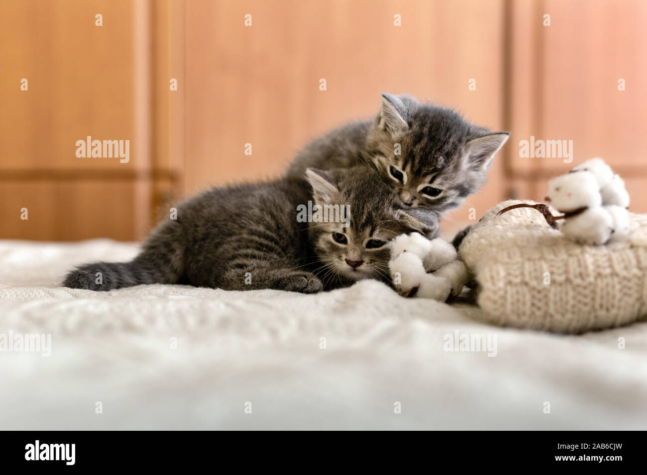 Cute 2 Chatons Tigres Dorment Des Caresses Des Baisers Sur Un Plaid En Tricot Blanc Pres De Pull Over Chaud Fleurs De Coton Naturel Chaton Nouveau Ne Bebe Chat Photo Stock Alamy