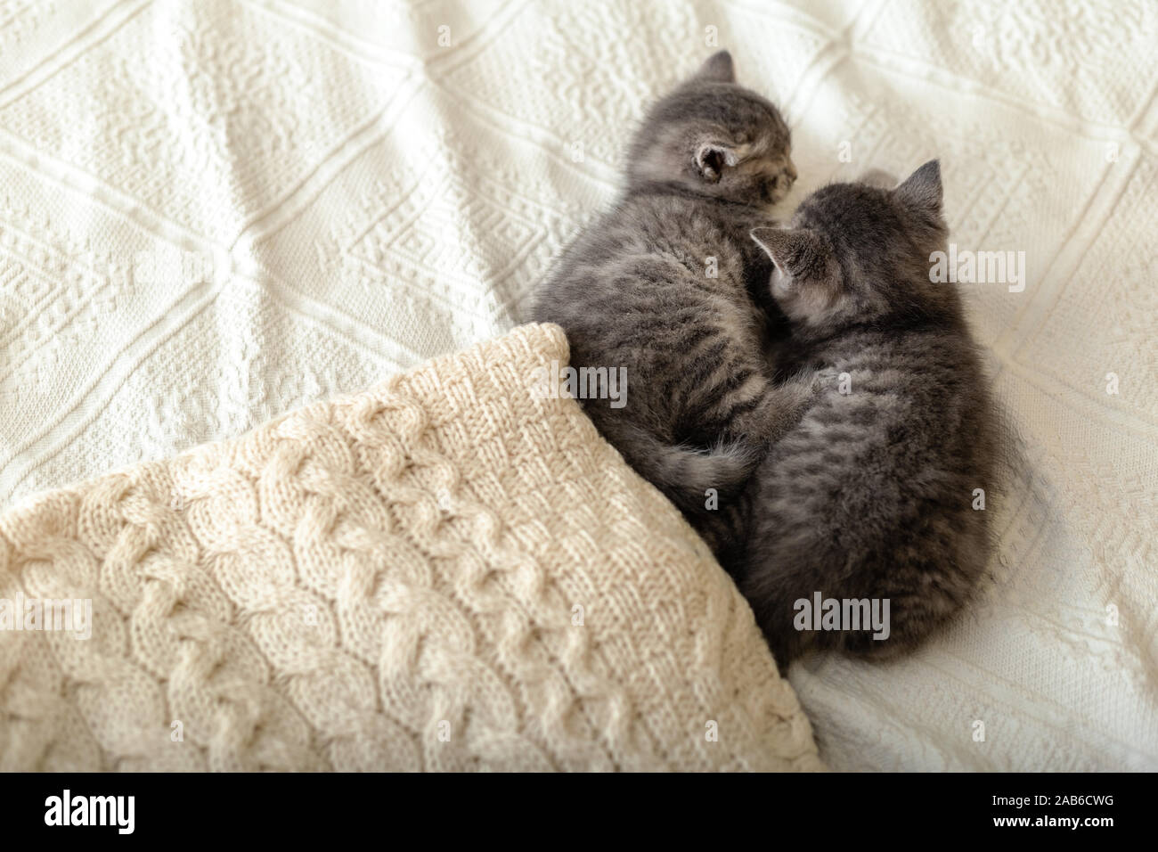 Cute chatons tabby sont couchés sur un plaid blanc près de tas de pulls chauds tricotés pliée en pile. Chaton nouveau-né, bébé chat, animal domestique, animaux Accueil Banque D'Images